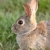 Bush · królik · bunny · saskatchewan · Kanada · trawy - zdjęcia stock © pictureguy