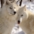 arktyczny · wilki · blisko · wraz · zimą · kolor - zdjęcia stock © pictureguy