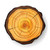 Querschnitt · Baum · Holz · Vektor · isoliert · Illustration - stock foto © pikepicture