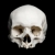 Upper half of the real human Skull stock photo © Pilgrimego