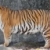 Siberian Tiger in a zoo  stock photo © pinkblue