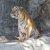 Siberian Tiger in a zoo stock photo © pinkblue