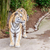 Amur tiger stock photo © pngstudio