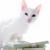kedi · para · görüntü · sevimli · beyaz · oturma - stok fotoğraf © pressmaster