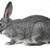 görüntü · sevimli · gri · tavşan · yalıtılmış - stok fotoğraf © pressmaster