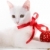 装飾された · 子猫 · 画像 · 白 · 猫 - ストックフォト © pressmaster