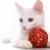 kedi · kırmızı · top · görüntü · beyaz · oyuncak - stok fotoğraf © pressmaster