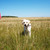 Labrador · görüntü · şube · kadın · gökyüzü · çim - stok fotoğraf © pressmaster