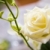 fehér · rózsa · közelről · esküvő · rózsa · zöld · szár - stock fotó © pressmaster