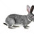 gri · tavşan · görüntü · sevimli · yalıtılmış · beyaz - stok fotoğraf © pressmaster