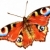 Bright butterfly stock photo © pressmaster