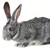 sevimli · memeli · görüntü · gri · tavşan · yalıtılmış - stok fotoğraf © pressmaster