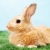 пушистый · тварь · изображение · Cute · кролик · зеленая · трава - Сток-фото © pressmaster