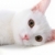 白 · ペット · 画像 · 猫 · スタジオ - ストックフォト © pressmaster