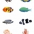 exotic fishes  stock photo © pressmaster