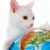 好奇心の強い · 猫 · 画像 · 白 · 見える - ストックフォト © pressmaster