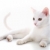 白 · 子猫 · 画像 · 猫 · スタジオ - ストックフォト © pressmaster