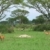 Uganda Kobs in african Savannah stock photo © prill