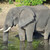 Elephant in Botswana stock photo © prill