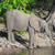 Elephant in Botswana stock photo © prill