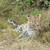 resting leopard stock photo © prill