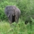Elephants in Uganda stock photo © prill