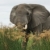 Elephant in high grass stock photo © prill