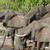 group of Elephants in Botswana stock photo © prill