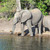 Elephants in Botswana stock photo © prill