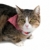 sweet little cat with bandana stock photo © pterwort