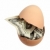 棕色 · 雞蛋 · 美元 · 白 · 銀行 - 商業照片 © pterwort