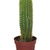 Long cactus in a pot stock photo © pzaxe