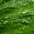 gotas · de · agua · hoja · verde · naturaleza · verde · wallpaper · planta - foto stock © radoma