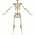 emberi · csontváz · anatómia · elöl · kilátás · illusztráció - stock fotó © RandallReedPhoto