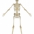 umani · scheletro · anatomia · vista · posteriore · illustrazione · educativo - foto d'archivio © RandallReedPhoto