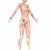femeie · muscular · anatomie · transparent · vedere - imagine de stoc © RandallReedPhoto
