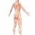 femeie · muscular · anatomie · transparent · vedere · din · spate · ilustrare - imagine de stoc © RandallReedPhoto