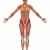 kobiet · muskularny · anatomii · front · widoku · mięśni - zdjęcia stock © RandallReedPhoto