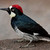 Acorn Woodpecker (Melanerpes Formicivorus) stock photo © raptorcaptor