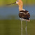 アメリカン · 繁殖 · 羽 · 立って · 水 · ソフト - ストックフォト © raptorcaptor