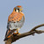 American Kestrel (Falco sparverius) stock photo © raptorcaptor