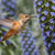 kolibri · etetés · büszkeség · Madeira · virágok - stock fotó © raptorcaptor