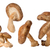 cogumelos · vários · branco · saudável - foto stock © raptorcaptor