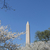 Washington Memorial with white flowers stock photo © rmbarricarte