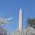 Waszyngton · kwiaty · pierwszy · USA · prezydent · świat - zdjęcia stock © rmbarricarte