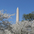 Washington Memorial and cherry blossoms stock photo © rmbarricarte