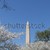 Washington Memorial during the Cherry Blosom festival stock photo © rmbarricarte
