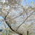 Cherry blossom tree stock photo © rmbarricarte