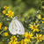 Cabbage butterfly (Pieris rapae) stock photo © Rosemarie_Kappler