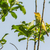 Melodious warbler (Hippolais polyglotta) stock photo © Rosemarie_Kappler